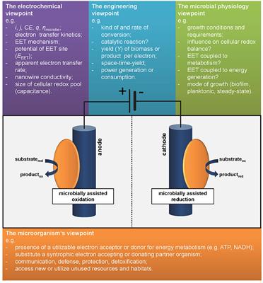 What Is the Essence of Microbial Electroactivity?